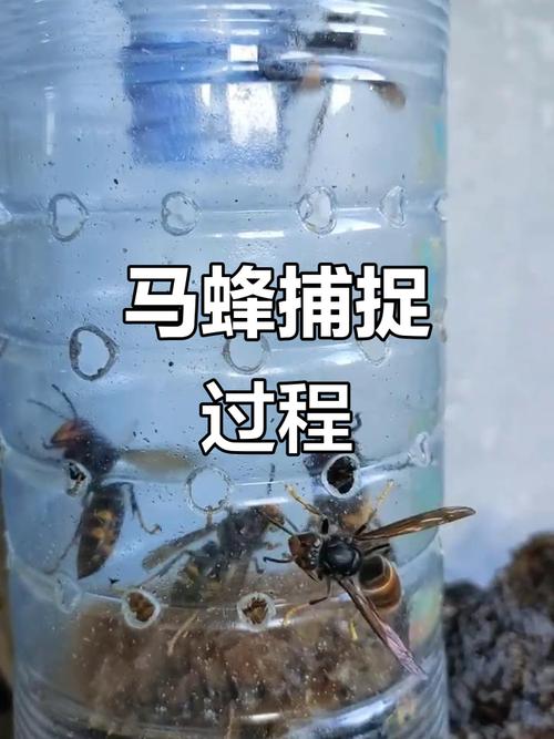诱捕野生蜂群视频，关键技术是什么？-图2
