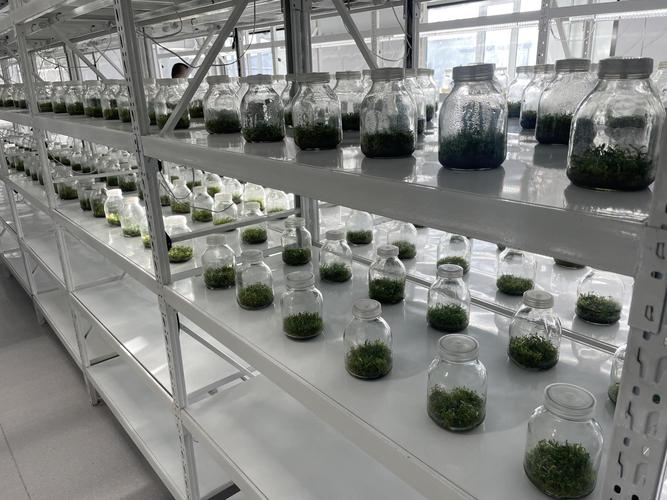 有机基质栽种药材，技术要点有哪些？-图3