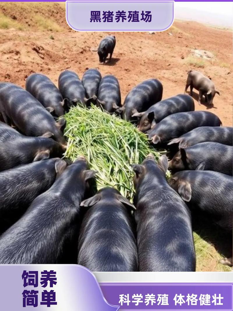 莆田黑猪最新养殖技术有何突破?-图2 莆田黑猪最新养殖技术有何突破?-图2