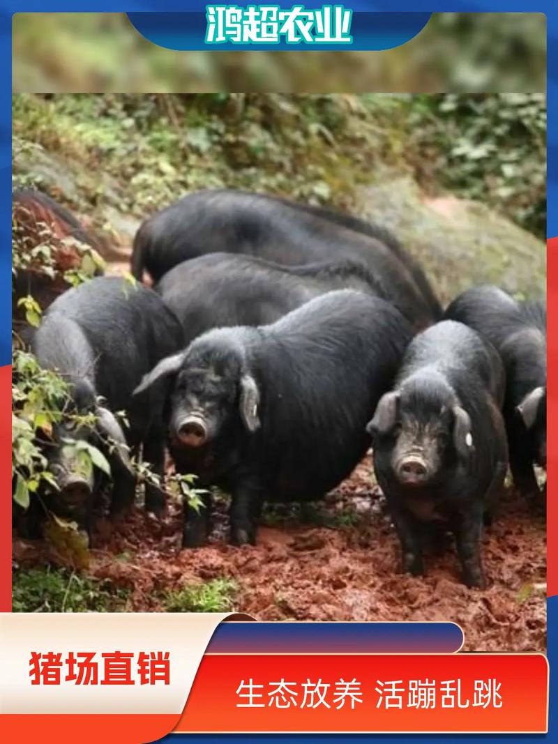 莆田黑猪最新养殖技术有何突破?-图1 莆田黑猪最新养殖技术有何突破?-图1