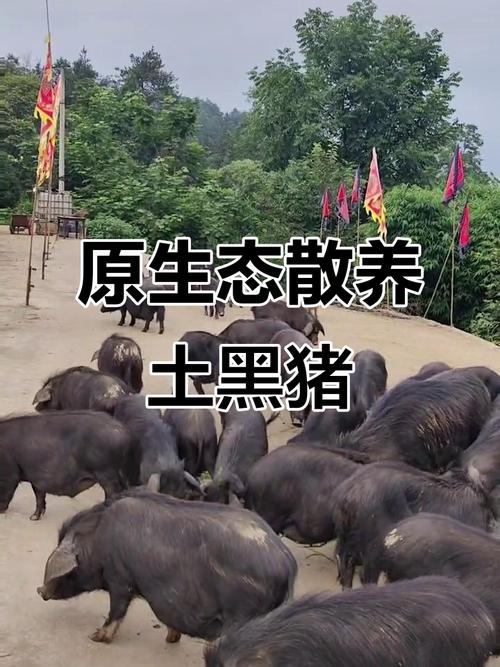莆田黑猪最新养殖技术有何突破?-图3 莆田黑猪最新养殖技术有何突破?-图3