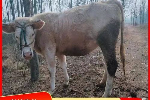 500斤牛犊最新价格多少？-图1