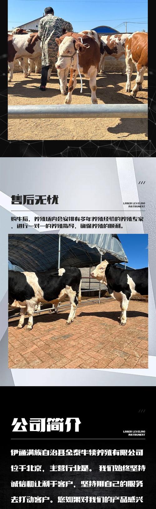 500斤牛犊最新价格多少？-图2