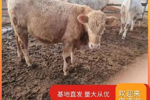 500斤牛犊最新价格多少？-图3