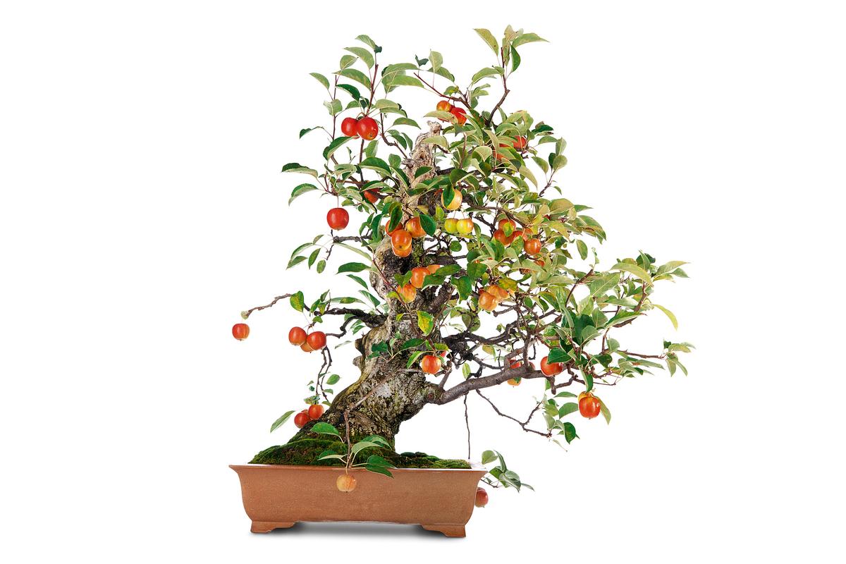 盆景苹果种植技术要点有哪些？-图2