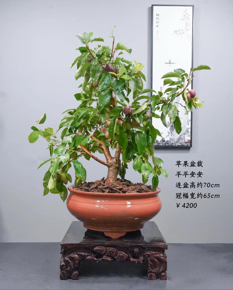 盆景苹果种植技术要点有哪些？-图1