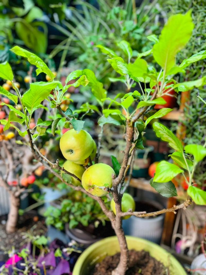 盆景苹果种植技术要点有哪些？-图3