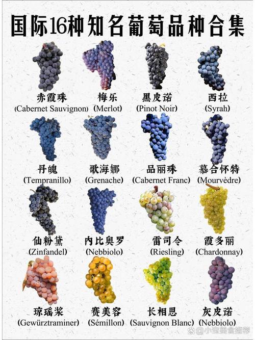 高端葡萄品种有哪些？-图1
