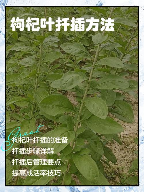 枸杞嫩枝扦插技术视频怎么学?-图1 枸杞嫩枝扦插技术视频怎么学?-图1