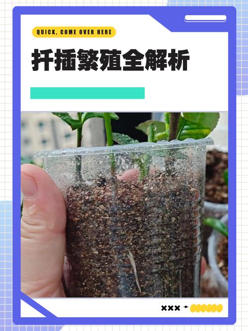 枸杞嫩枝扦插技术视频怎么学？-图2