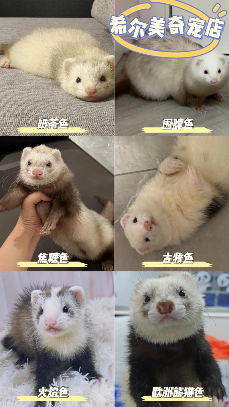 皮毛动物养殖品种有哪些？-图2