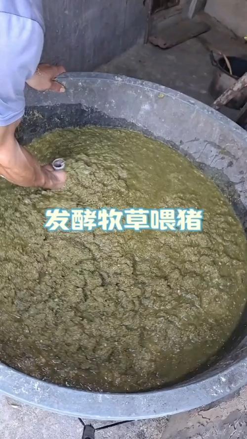 发酵牧草饲料养猪技术效果如何?-图1 发酵牧草饲料养猪技术效果如何?-图1