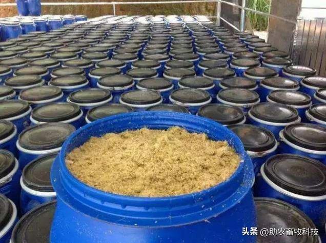发酵牧草饲料养猪技术效果如何?-图3 发酵牧草饲料养猪技术效果如何?-图3