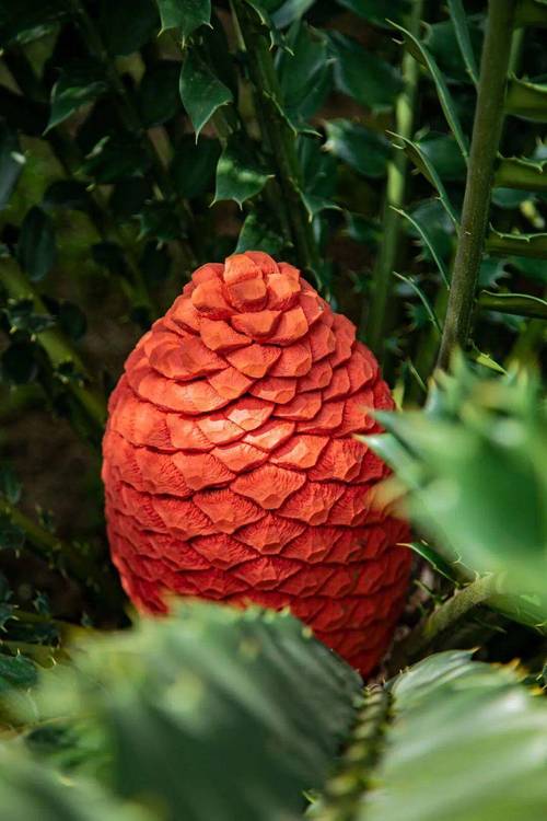 罕见铁树品种有哪些?-图1 罕见铁树品种有哪些?-图1