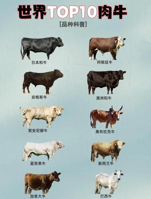 肉牛体型与肉质有何关联？-图1