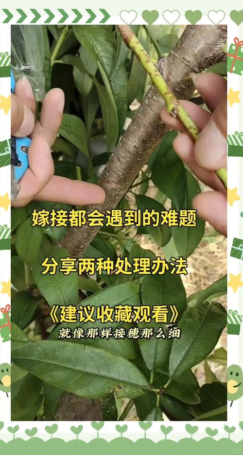 苦瓜嫁接技术图解大全，如何轻松掌握嫁接技巧？-图2