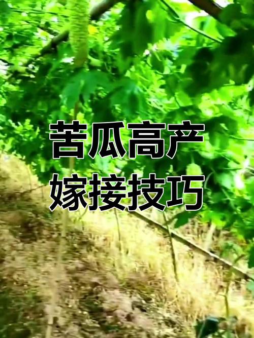 苦瓜嫁接技术图解大全，如何轻松掌握嫁接技巧？-图1