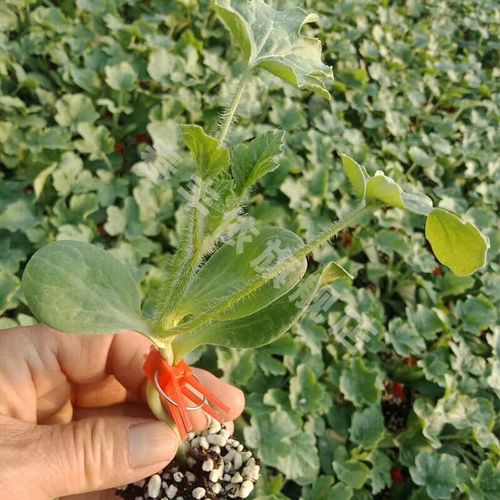 苦瓜嫁接技术图解大全，如何轻松掌握嫁接技巧？-图3