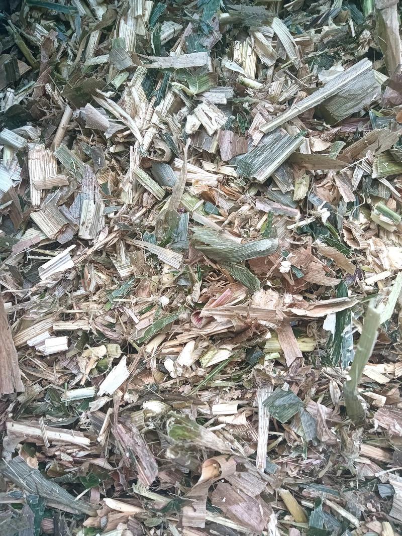 东北玉米秸秆青贮技术怎么做？-图1