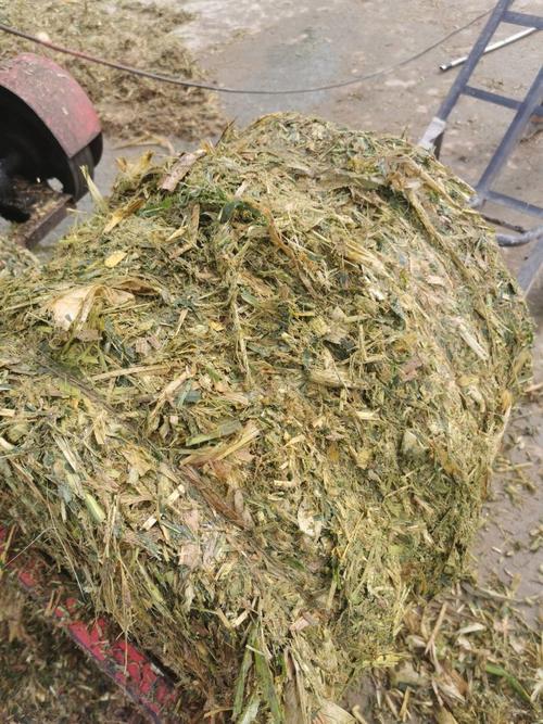 东北玉米秸秆青贮技术怎么做？-图2