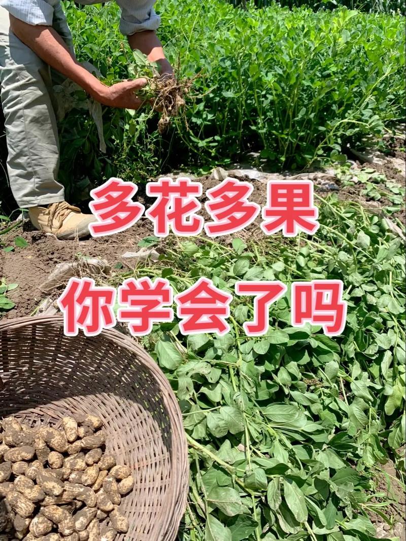花生高产技术有哪些关键要点？-图3