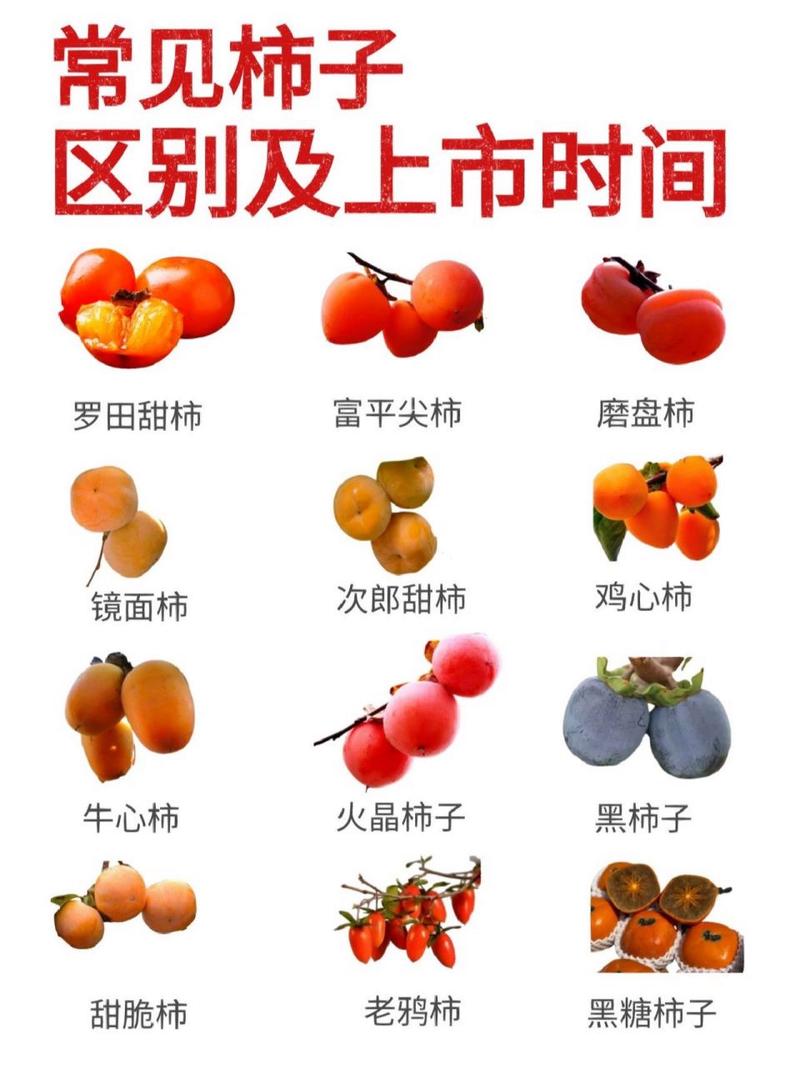 柿子品种有哪些?看图识别全在这!-图3 柿子品种有哪些?看图识别全在这!-图3