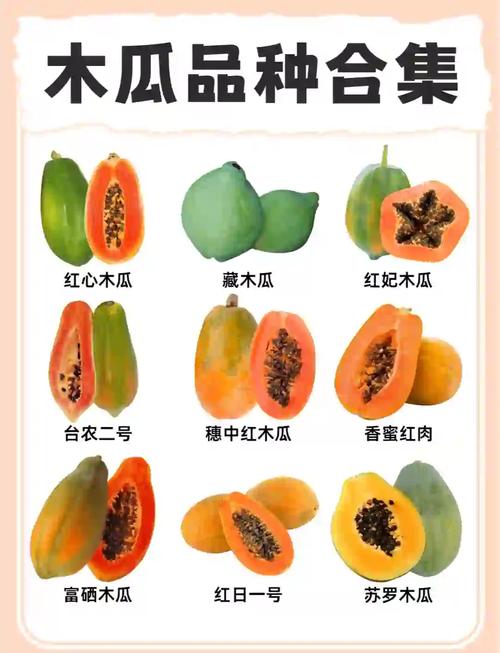 哪种木瓜品种能吃？-图1