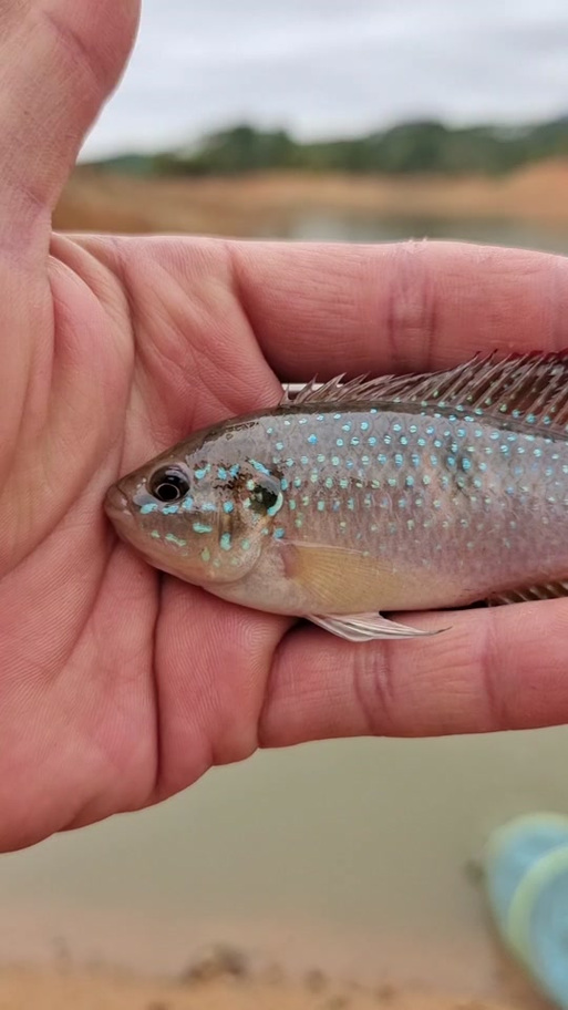 罗非鱼哪个品种长得最快？-图3