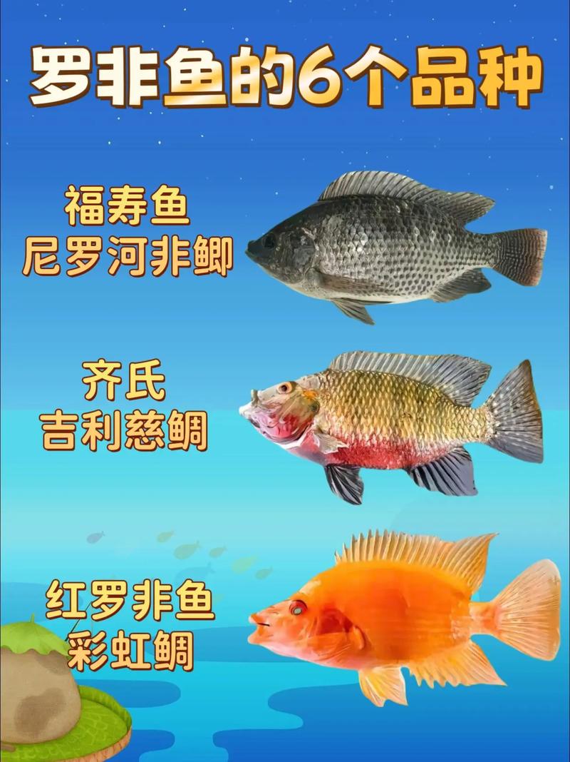罗非鱼哪个品种长得最快？-图2