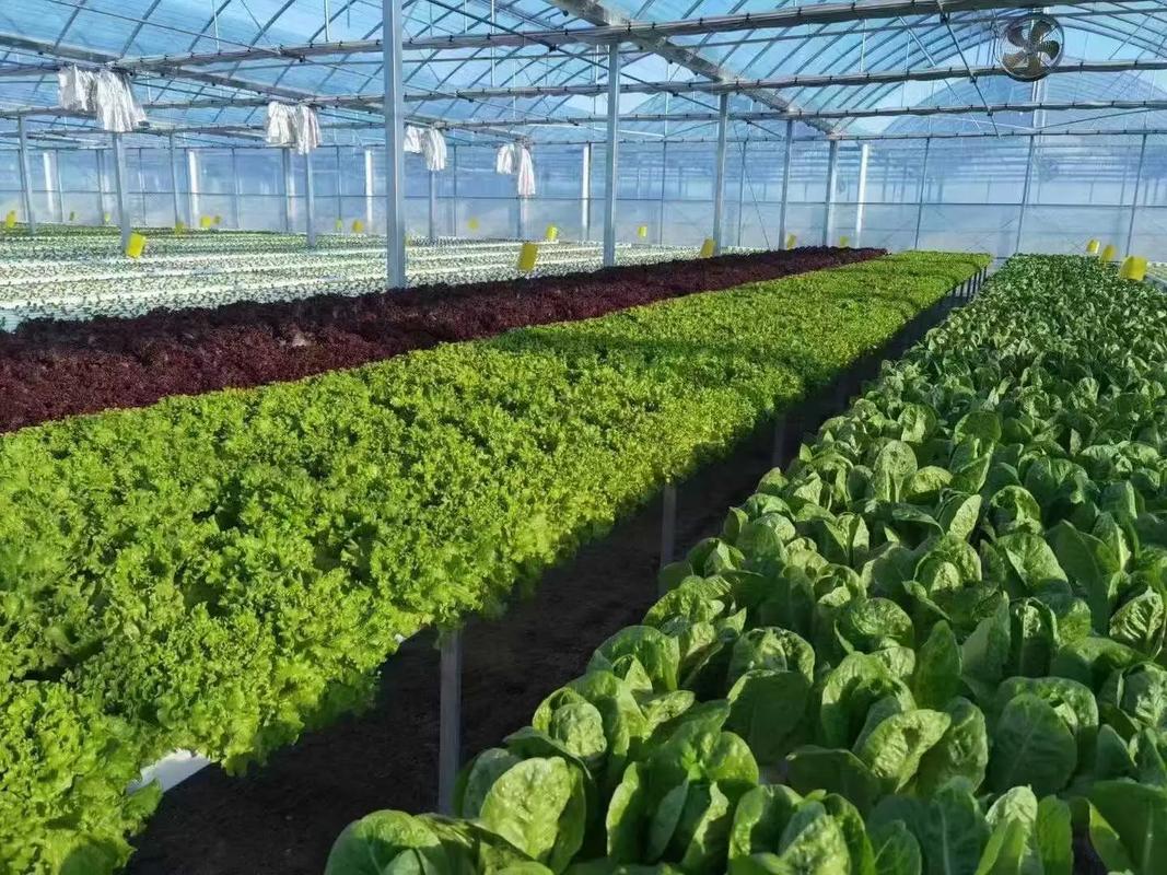 芥菜大棚种植技术视频有哪些要点？-图1