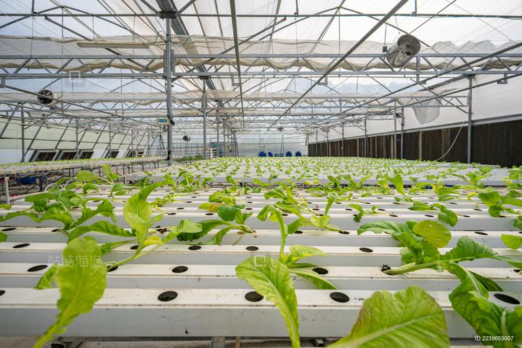 芥菜大棚种植技术视频有哪些要点？-图2