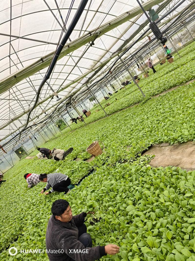 芥菜大棚种植技术视频有哪些要点？-图3