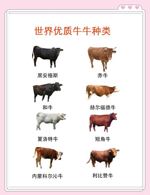 肉牛品种生长速度谁最快?-图3 肉牛品种生长速度谁最快?-图3