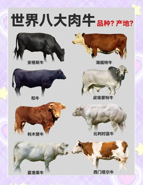 肉牛品种生长速度谁最快？-图2