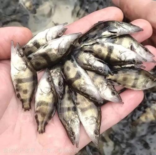 洛阳水产养殖主要品种有哪些？-图1