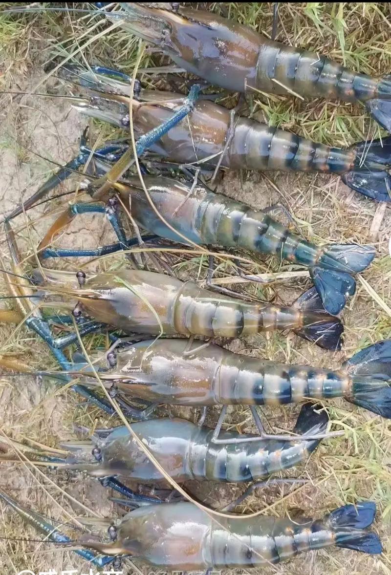 洛阳水产养殖主要品种有哪些？-图2