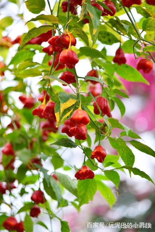 观赏辣椒品种有哪些？-图1