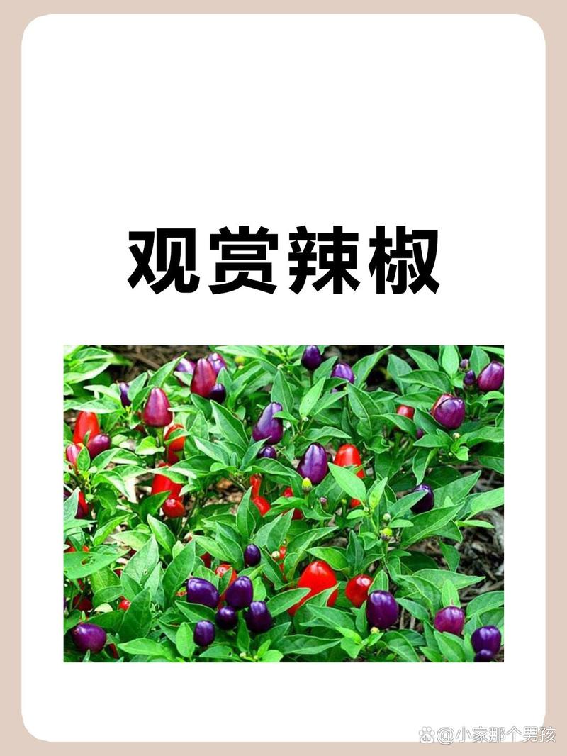 观赏辣椒品种有哪些？-图2