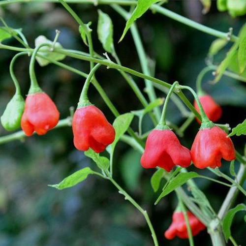 观赏辣椒品种有哪些？-图3