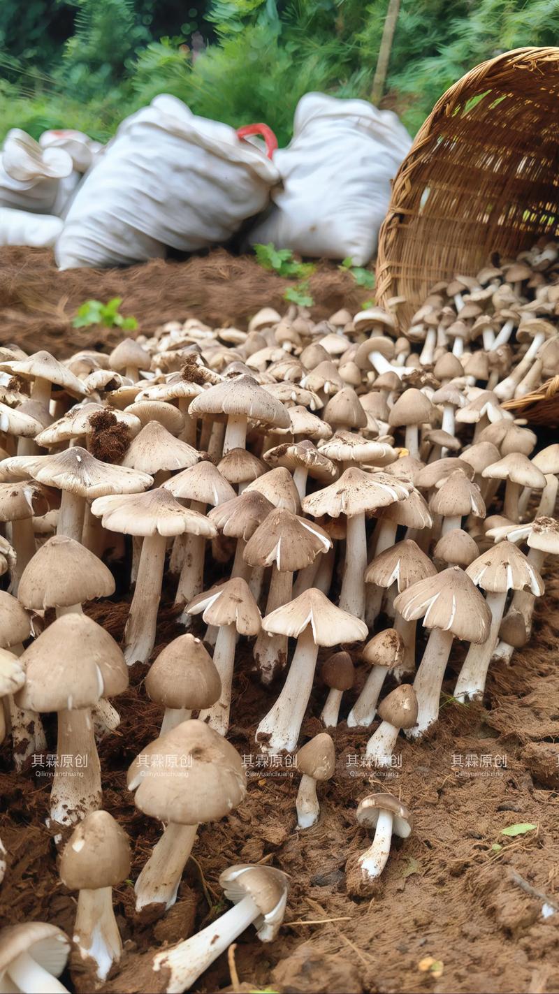国外蘑菇培育技术视频怎么学？-图1