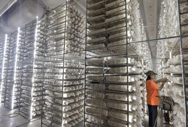 国外蘑菇培育技术视频怎么学？-图2