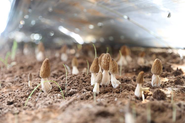 国外蘑菇培育技术视频怎么学？-图3