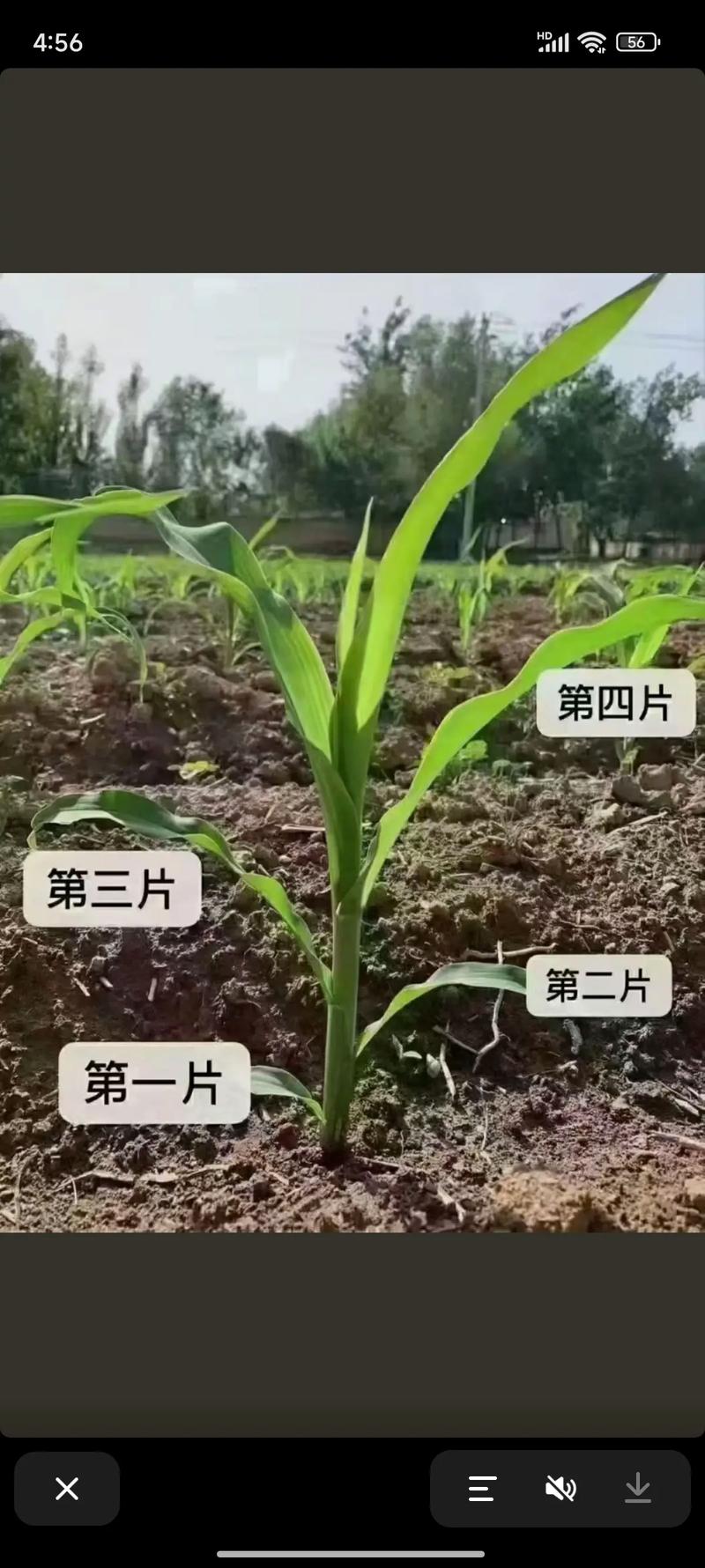 牧草玉米种植技术有哪些关键点？-图2