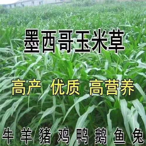 牧草玉米种植技术有哪些关键点？-图3