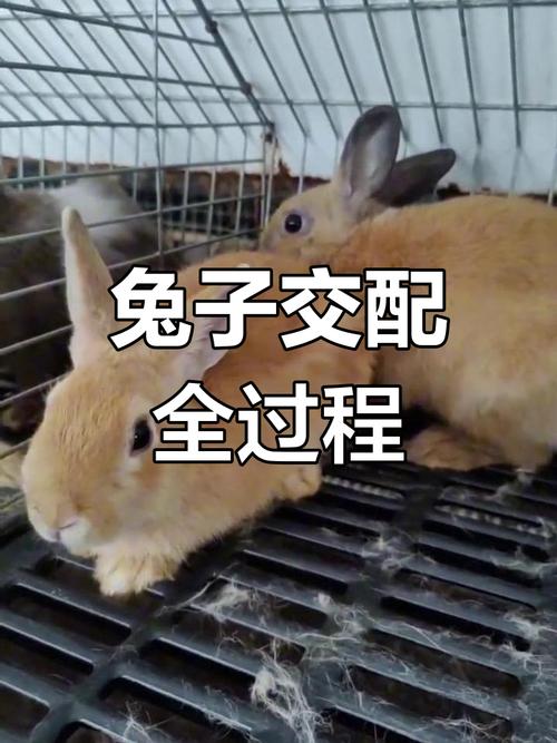人工兔子交配技术视频，如何规范操作？-图2