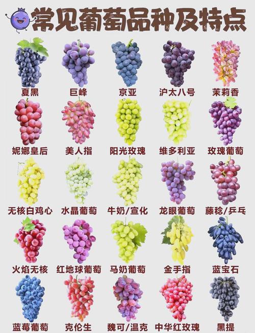 每日农经介绍哪些葡萄品种？-图1