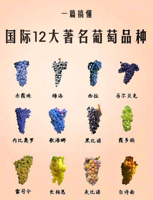 每日农经介绍哪些葡萄品种？-图3