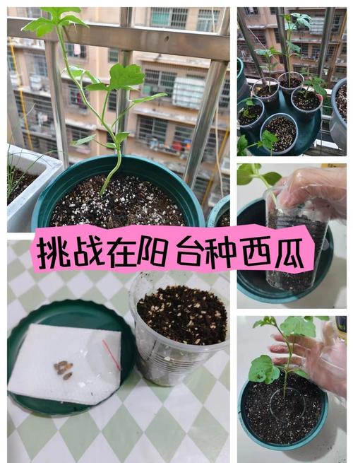 阳台盆栽西瓜怎么种才结果？-图3