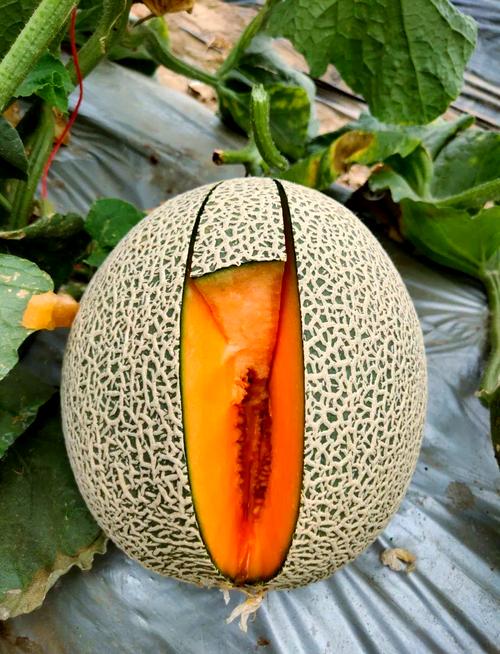 现代香瓜品种,到底哪家最好?-图1 现代香瓜品种,到底哪家最好?-图1