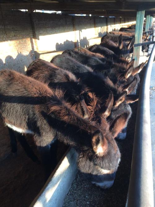 2025山东驴苗价格会涨还是跌？-图1